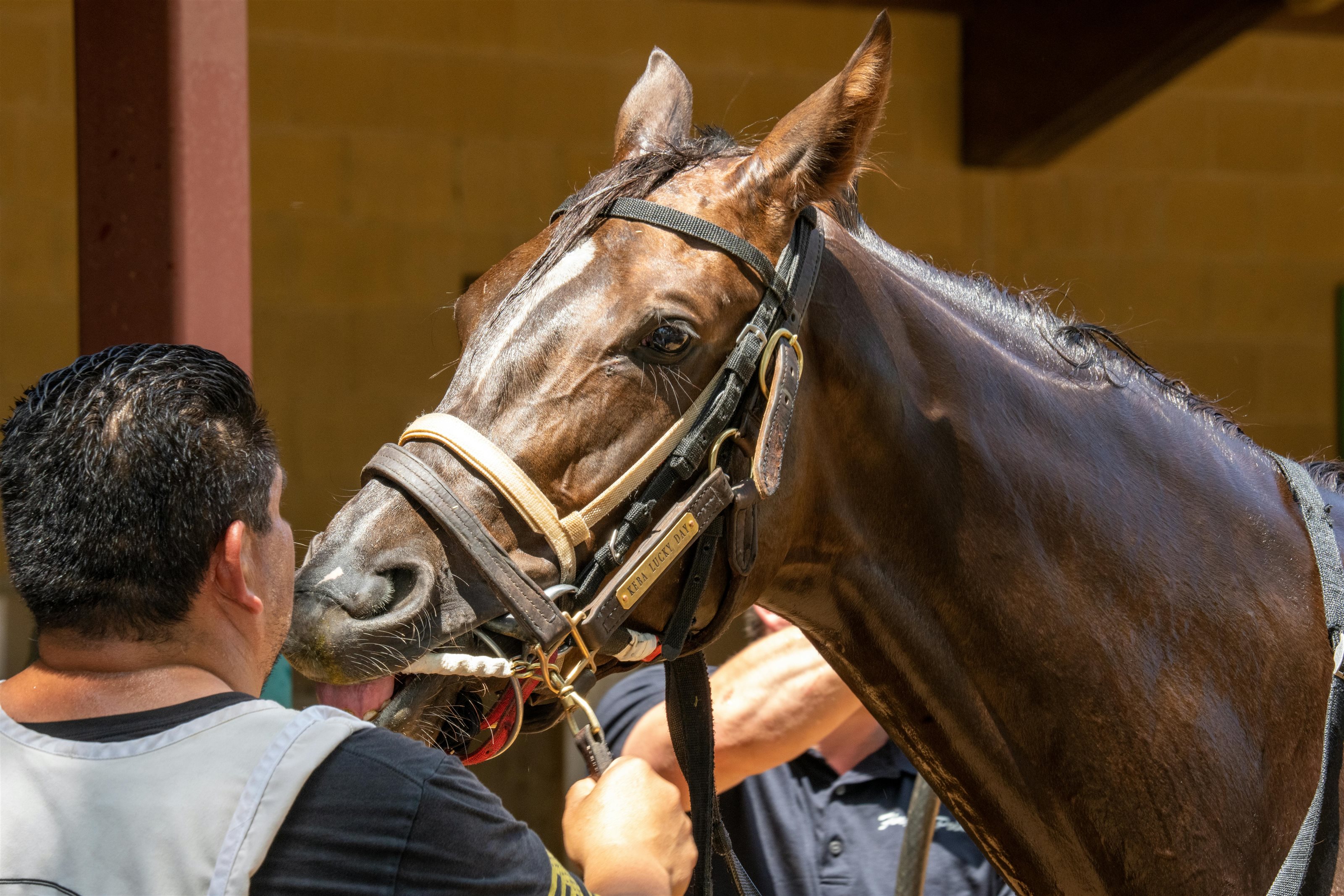 The Unbreakable Bond: A Jockey and His Horse's Last Race